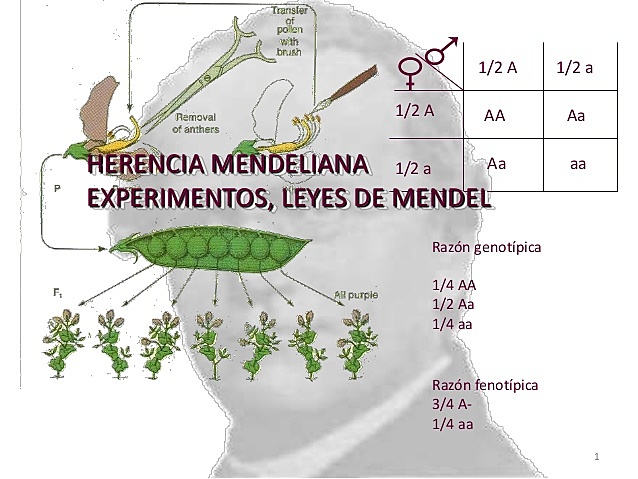 Las leyes de Mendel