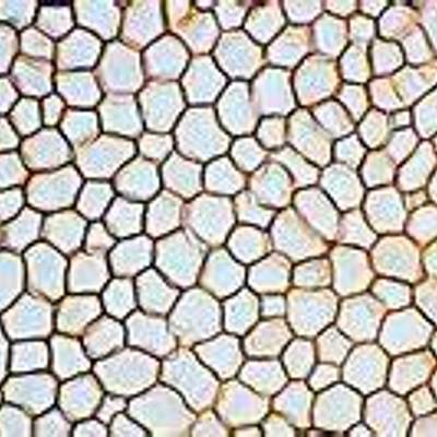 Timeline: The Cell Theory