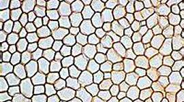 Timeline: The Cell Theory