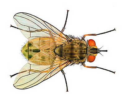 Teoria de la herencia sexual