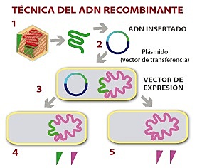 ADN recombinado