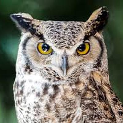 Timeline: TIME LINE OF OWLS