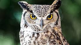 Timeline: TIME LINE OF OWLS