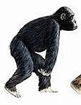 Chimpanzee (25 millions years ago)