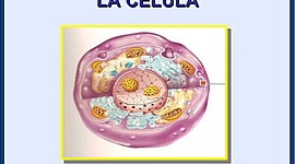 Timeline: LÍNEA DE TIEMPO LA CÉLULA