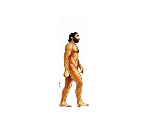 Homo neanderthalensis (About 400,000 - 40,000 years ago)
