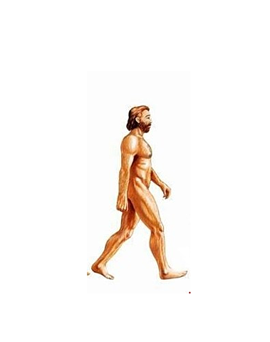 Homo Sapiens (About 300,000 years ago to present)