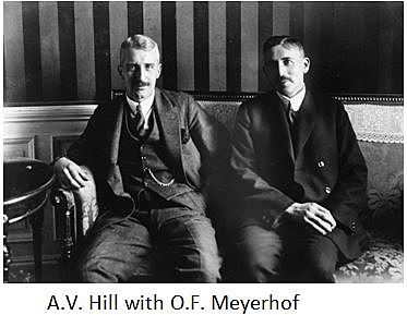 Hill y Meyerhof.