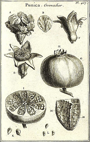 Clasificación Vegetal por Pitton