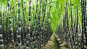 Sugar Cane