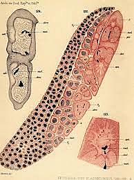 "Pansporella perplexa"