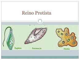 Protista