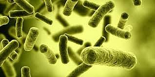 Taxonomia con el reino Monera