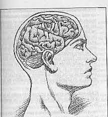 La década del Cerebro.