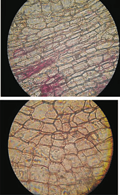 Robert Hooke named the cell