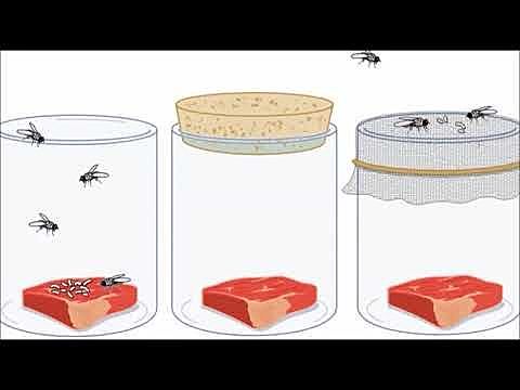 Teoría de la Generación Espontánea