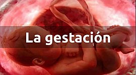 Timeline: Línea de tiempo de gestación