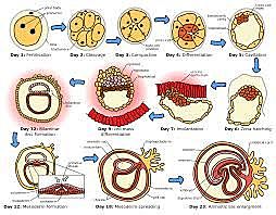 PRIMER MES: FECUNDACIÓN