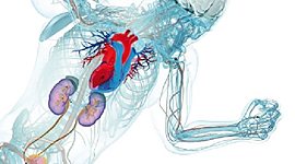 Timeline: Historia de la fisiología del ejercicio