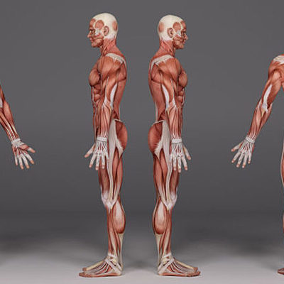 Timeline: Historia de la fisiología del ejercicio (Facundo Sadovy)