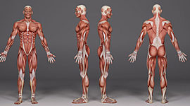 Timeline: Historia de la fisiología del ejercicio (Facundo Sadovy)