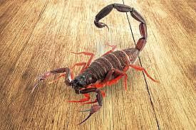 Dia En Que Me Pico Un Alacran