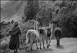 los 50's en sudamerica