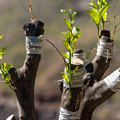 Timeline: Historia de los injertos