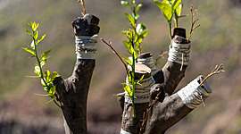 Timeline: Historia de los injertos