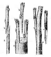 Injertos en la Ilustración