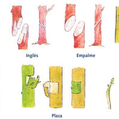 Timeline: HISTORIA DE LOS INJERTOS