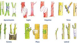 Timeline: HISTORIA DE LOS INJERTOS