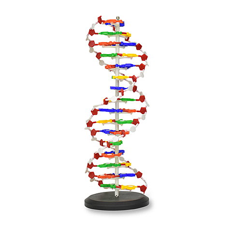 Francis Crick y James Watson