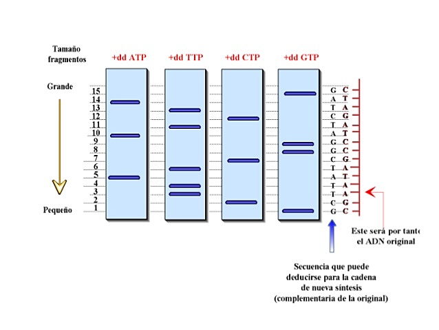 Secuenciación de Sanger o método por terminación de cadena