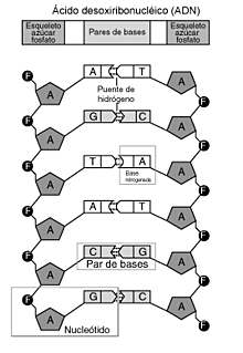 Se descifro el código genético