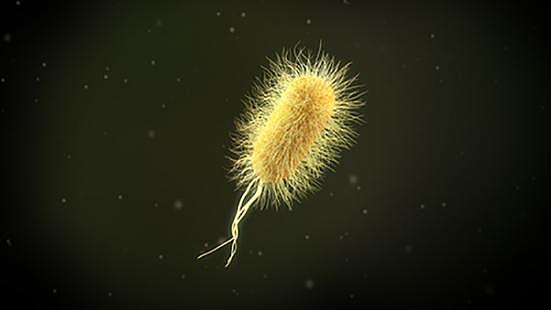 Genoma de Escherichia coli