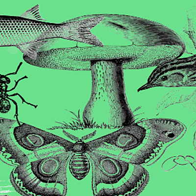 Timeline: Historia de la taxonomía