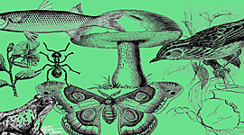 Timeline: Historia de la taxonomía