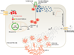 10. Insulina sintetizada