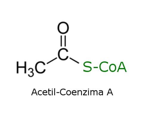 9. Acetil-coenzima A