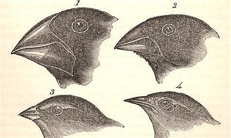 The Gallapagos Islands and Onward