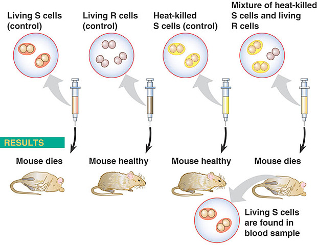 Frederick Griffith: genetic transformation on bacteria