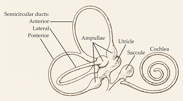 Mach Discovers How Balance Works