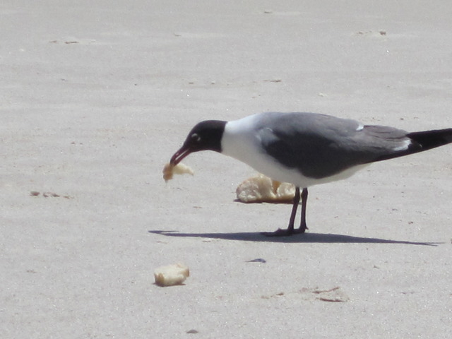 Day 4 Feeding the Birds