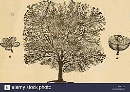 Primer Injerto en China