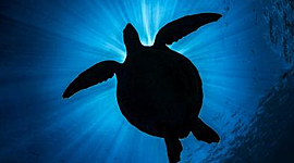 Timeline: Eix cronològic Èric Casulleras