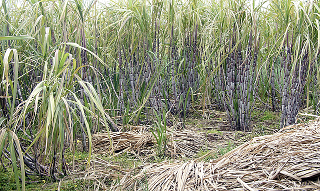 Sugar Cane