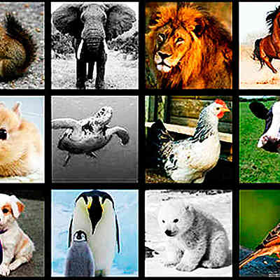 Timeline: CLASIFICACIÓN DE LOS ANIMALES SEGÚN SU ALIMENTACIÓN