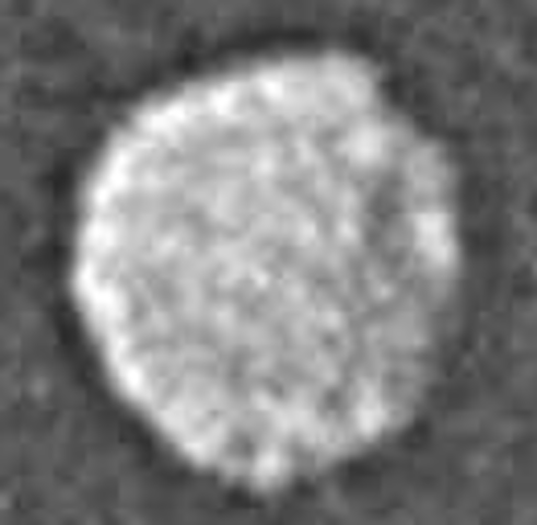 Puck discovered by the Voyager 2