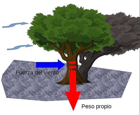 Cálculo de la fuerza del viento.